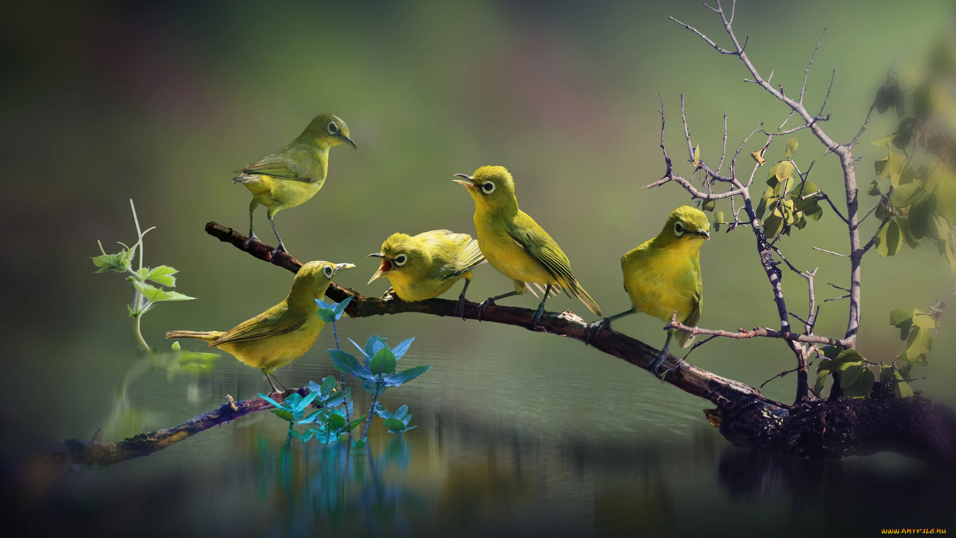 животные, белоглазки, листья, вода, ветка, природа, белоглазка, белый, глаз, птички, птицы, мира