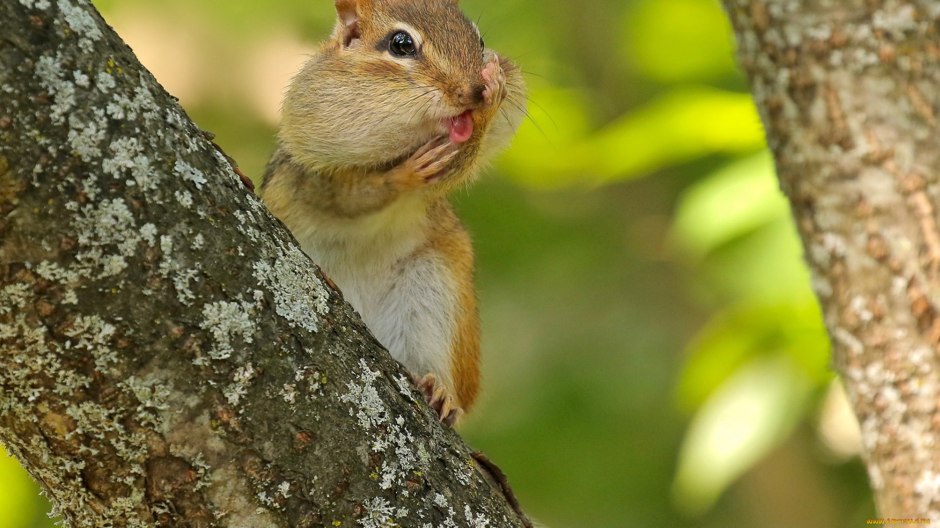 животные, бурундуки, бурундук, грызун, дерево