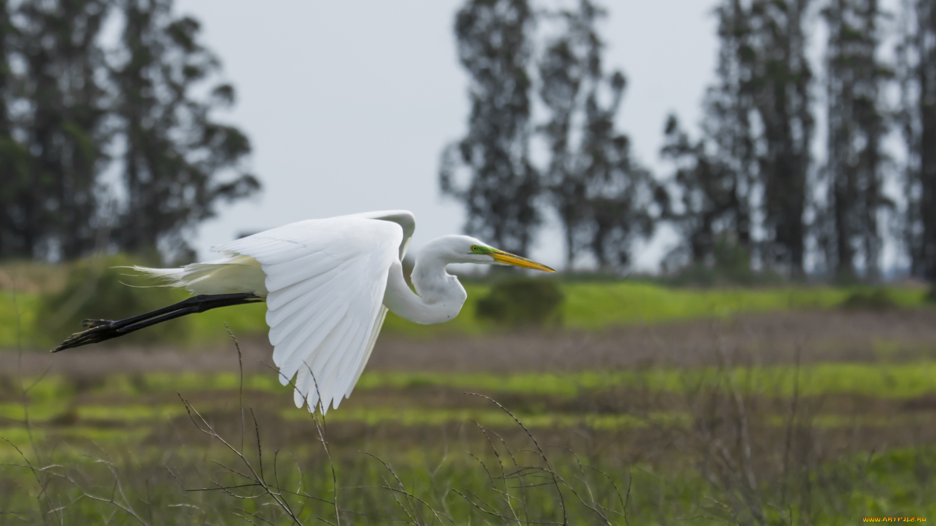 животные, цапли, , выпи, полёт