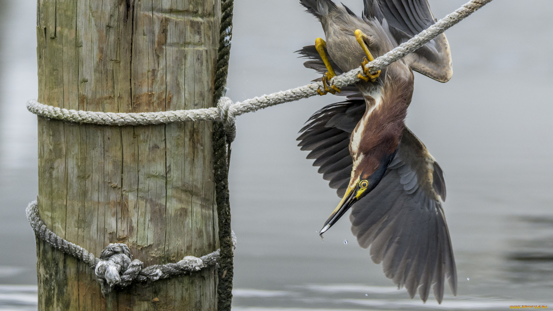 животные, цапли, , выпи, выпь