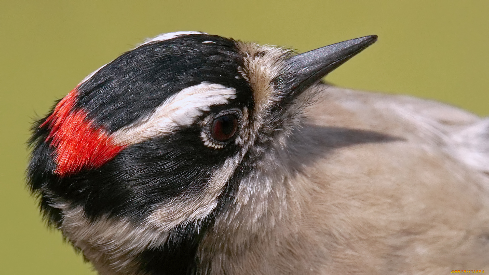 животные, дятлы, птица