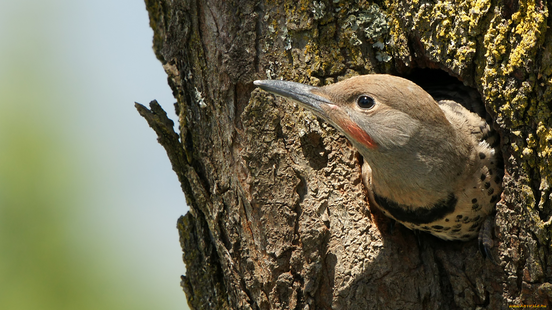 животные, дятлы, птица