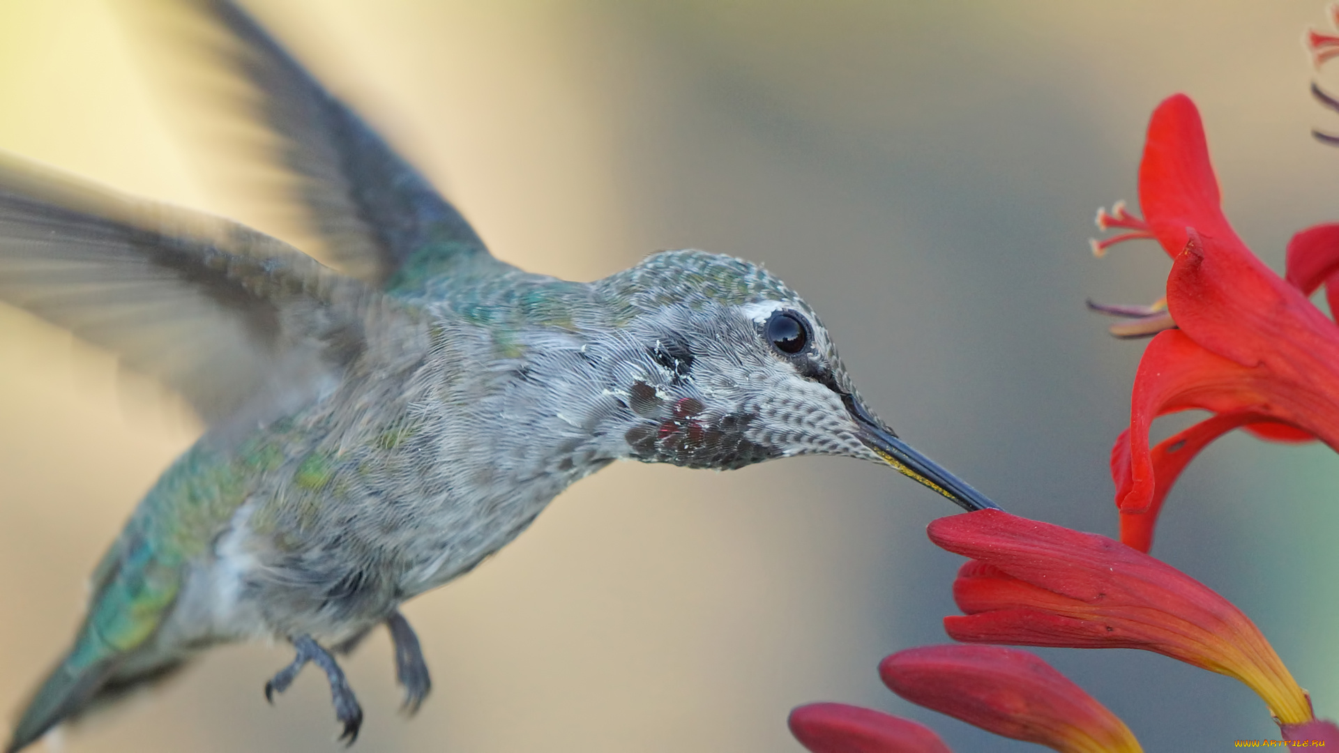 животные, колибри