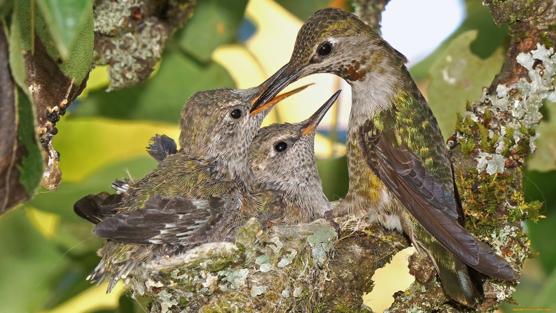 животные, колибри