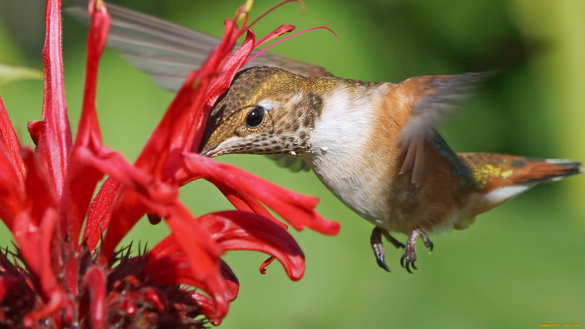 животные, колибри