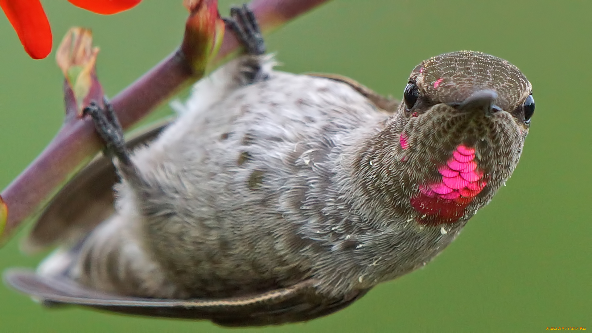 животные, колибри