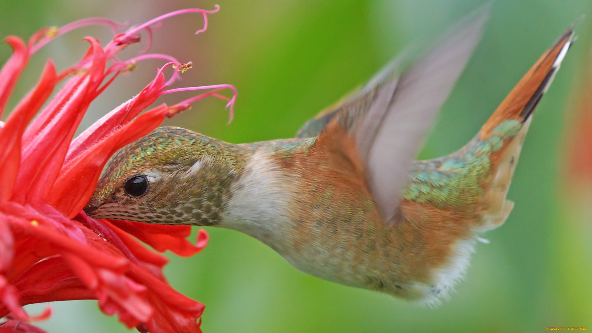 животные, колибри