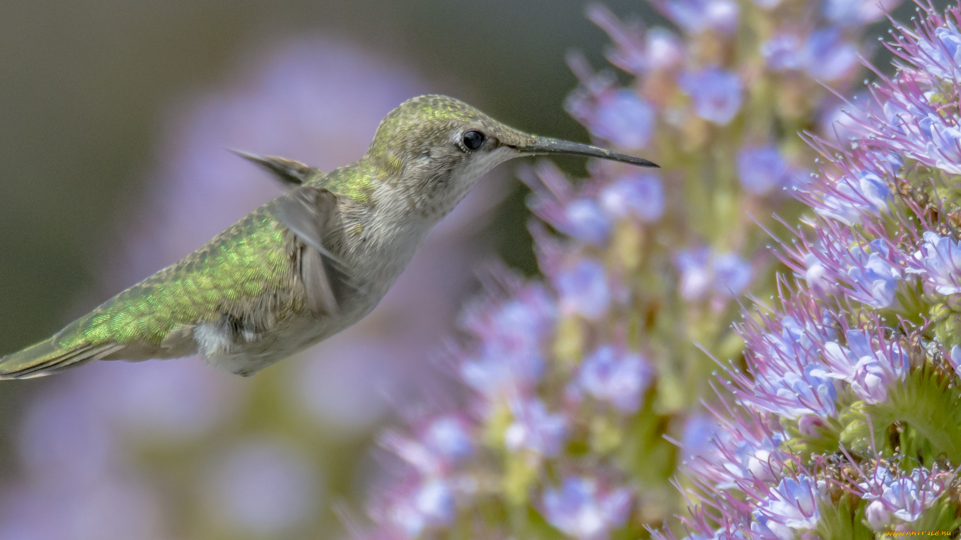 животные, колибри