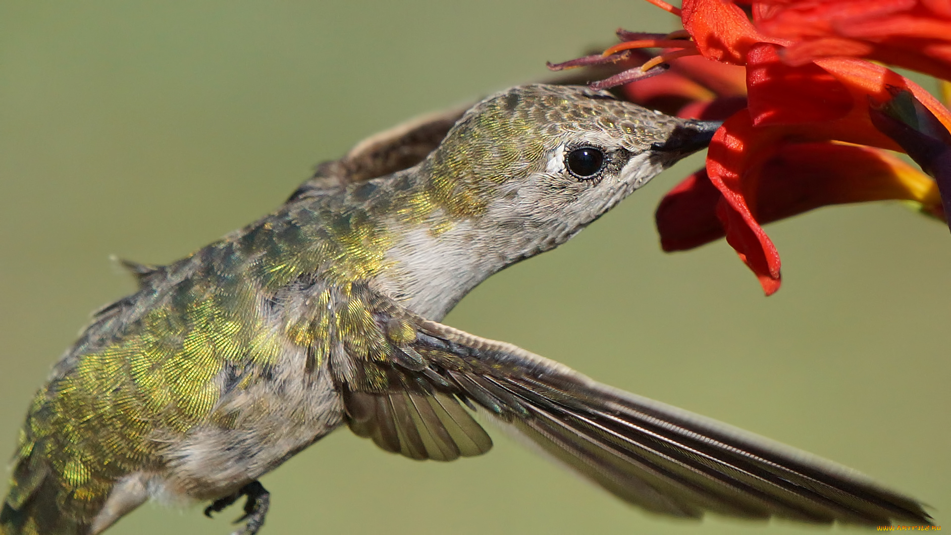 животные, колибри, птица