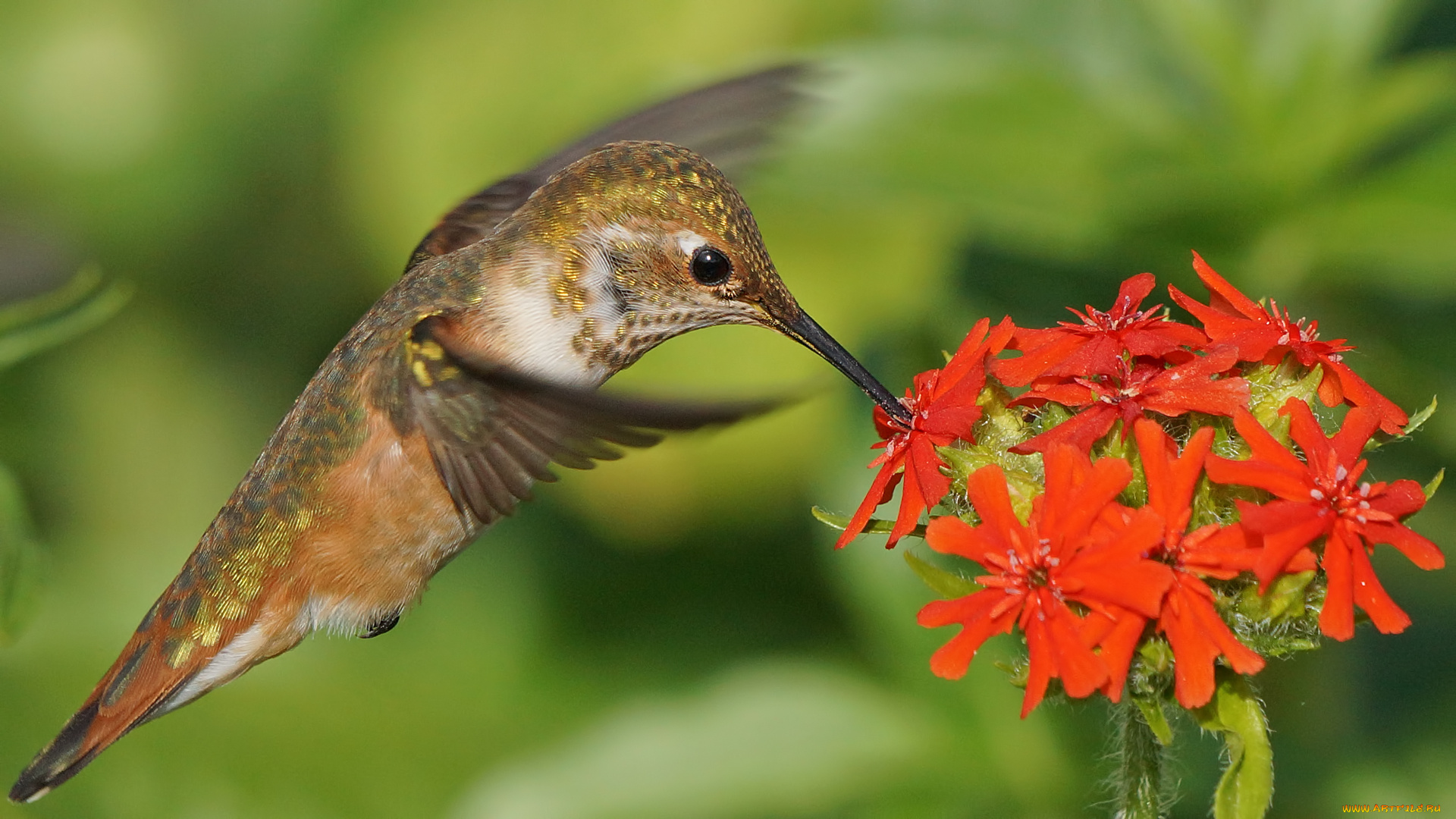 животные, колибри, птица