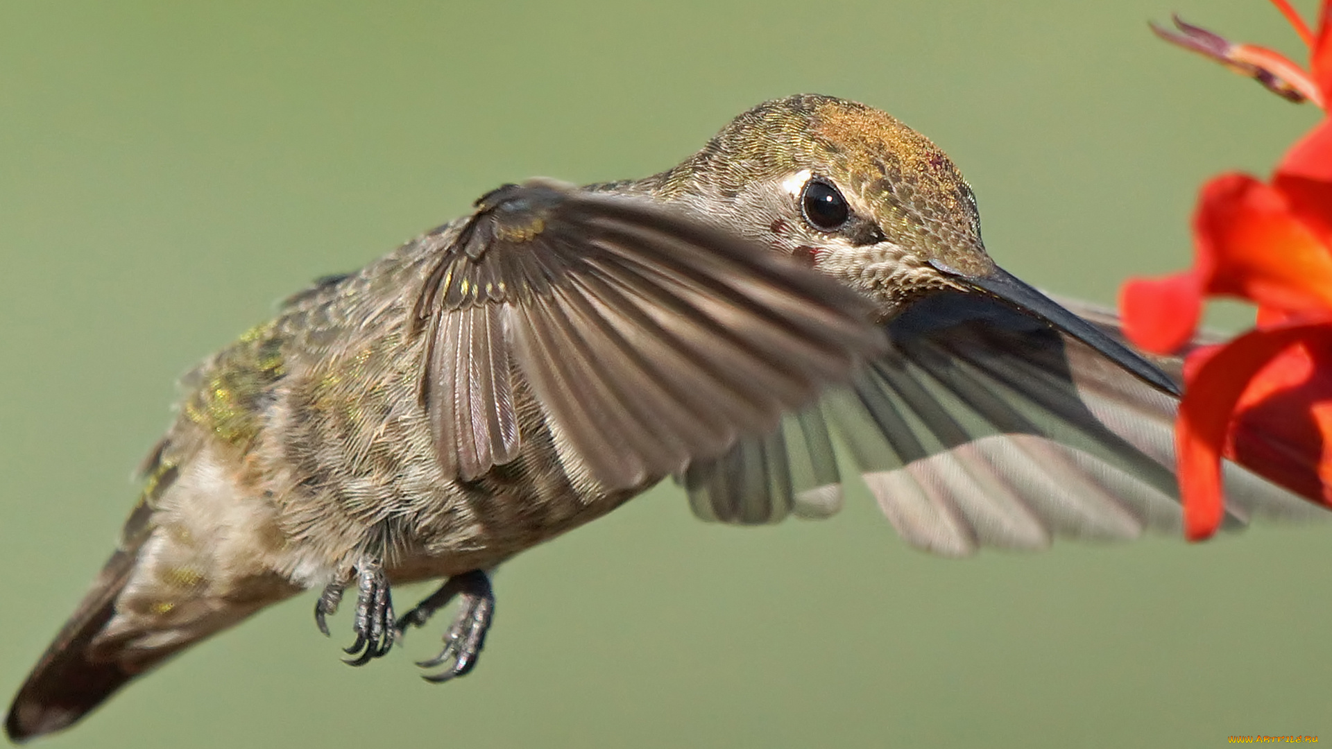 животные, колибри, птичка