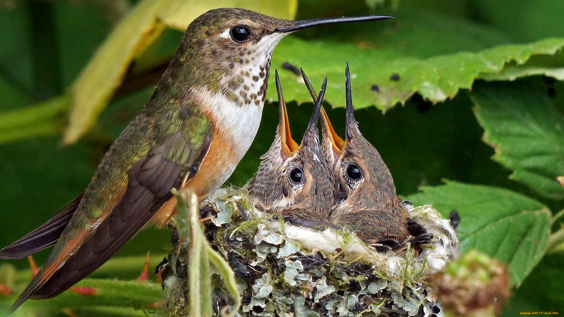 животные, колибри, птицы