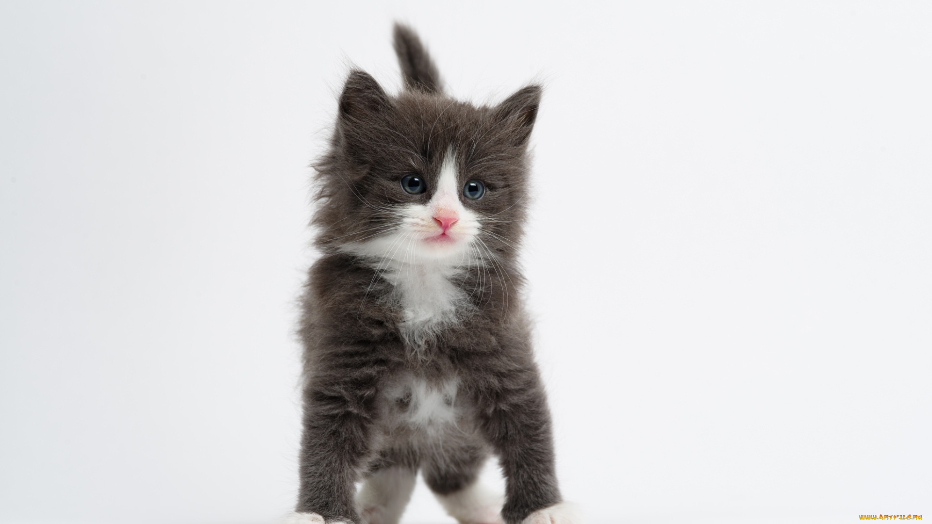 животные, коты, малыш, белый, фон, котёнок