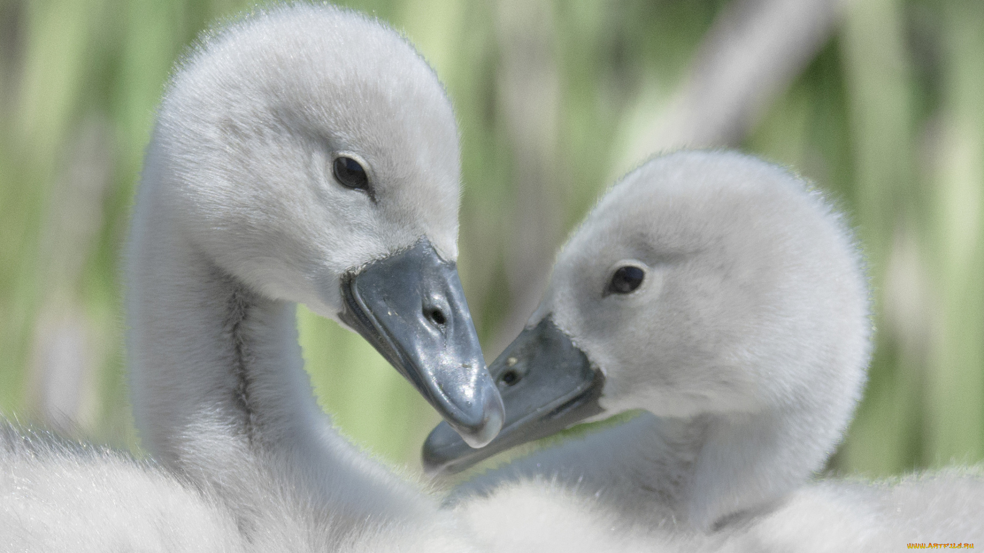 животные, лебеди