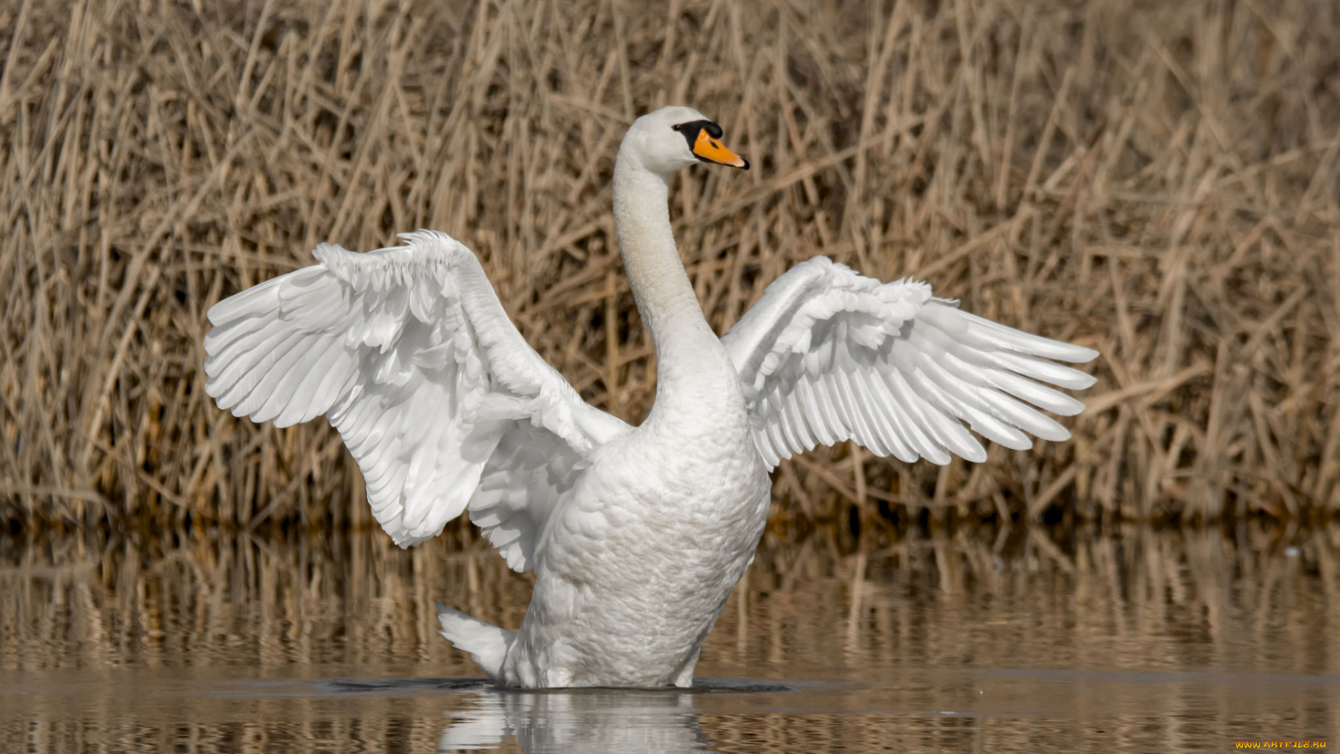 животные, лебеди, лебедь