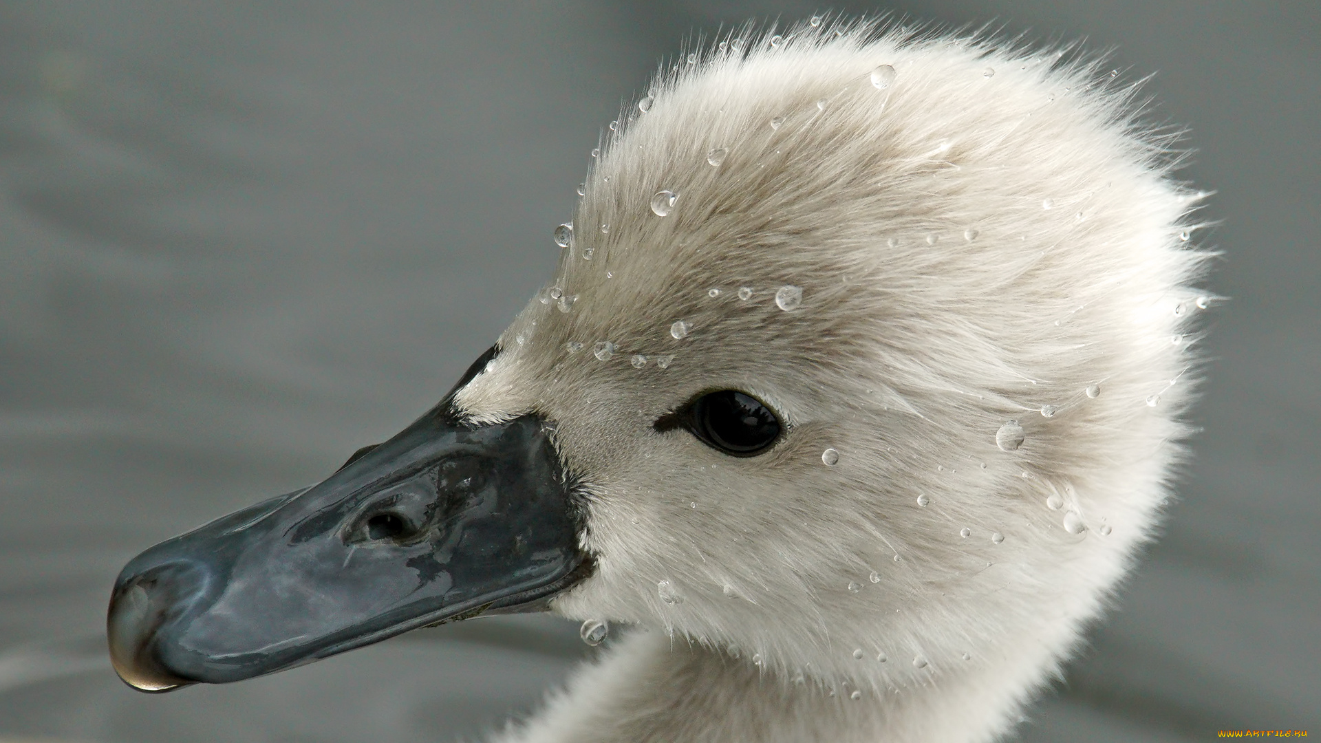 животные, лебеди, малыш