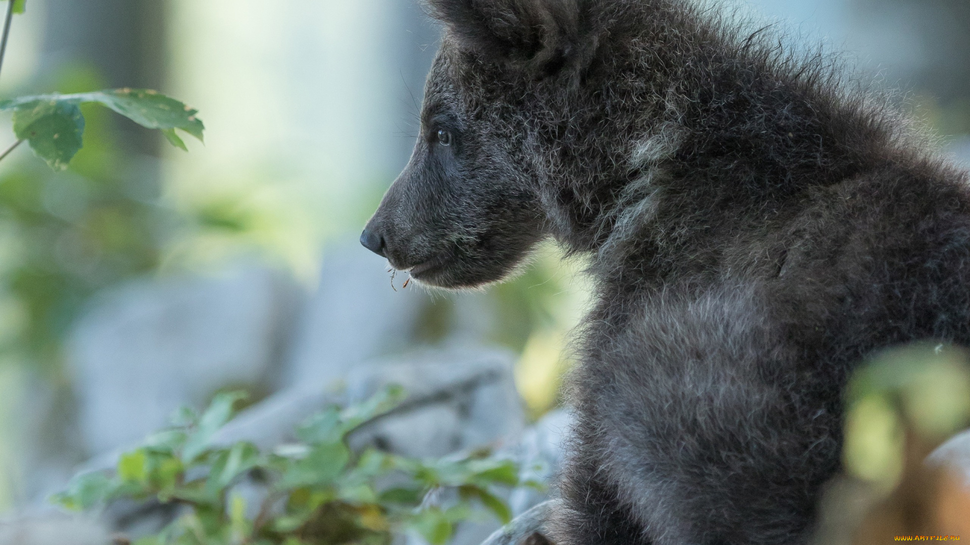 животные, медведи, портрет, боке, медвежонок, профиль, медведь