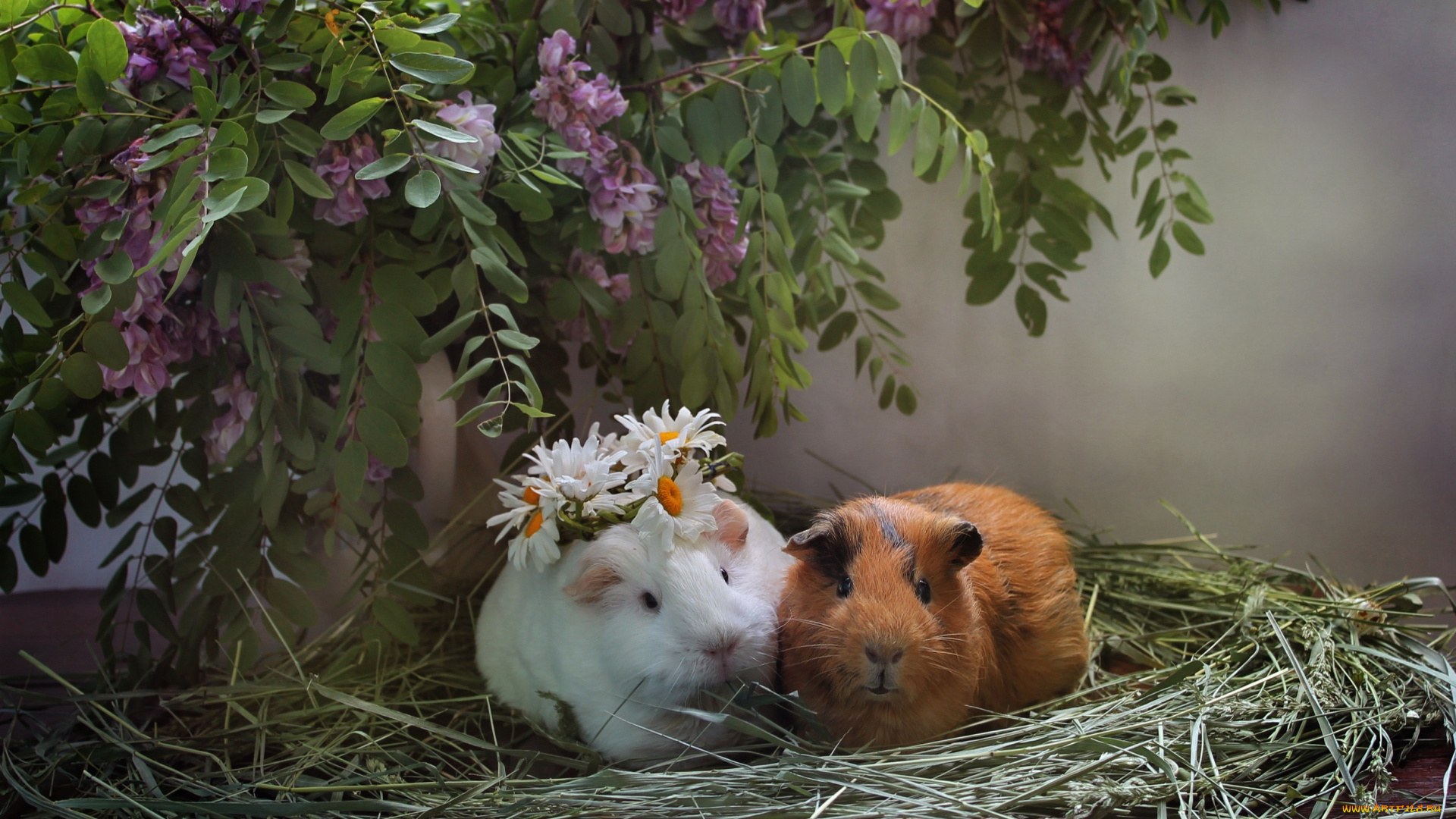 животные, морские, свинки, , хомяки, морские, свинки