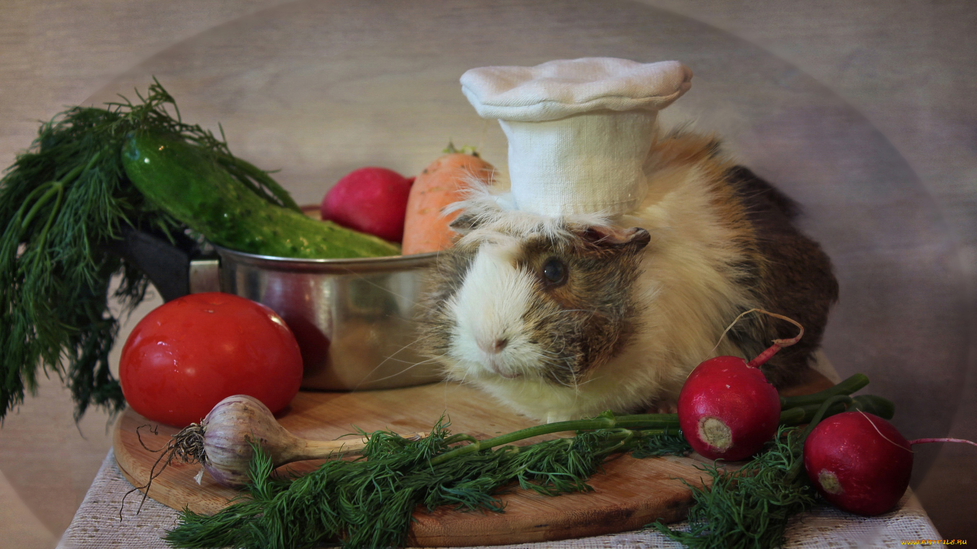 животные, морские, свинки, , хомяки, весна, кухня, май, овощи, морские, свинки, композиция, розеточная, свинка