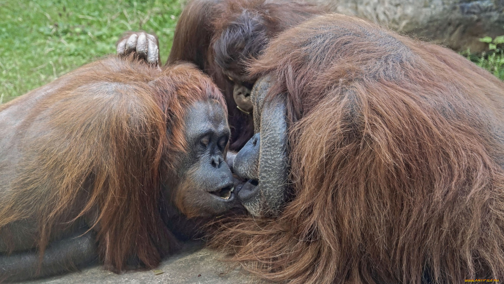 животные, обезьяны, личи, зоопарк, джентон, высшие, приматы, орангутан, орангутаны, московский, млекопитающие, мишель, борнейские, живность, обезьяна, животный, мир