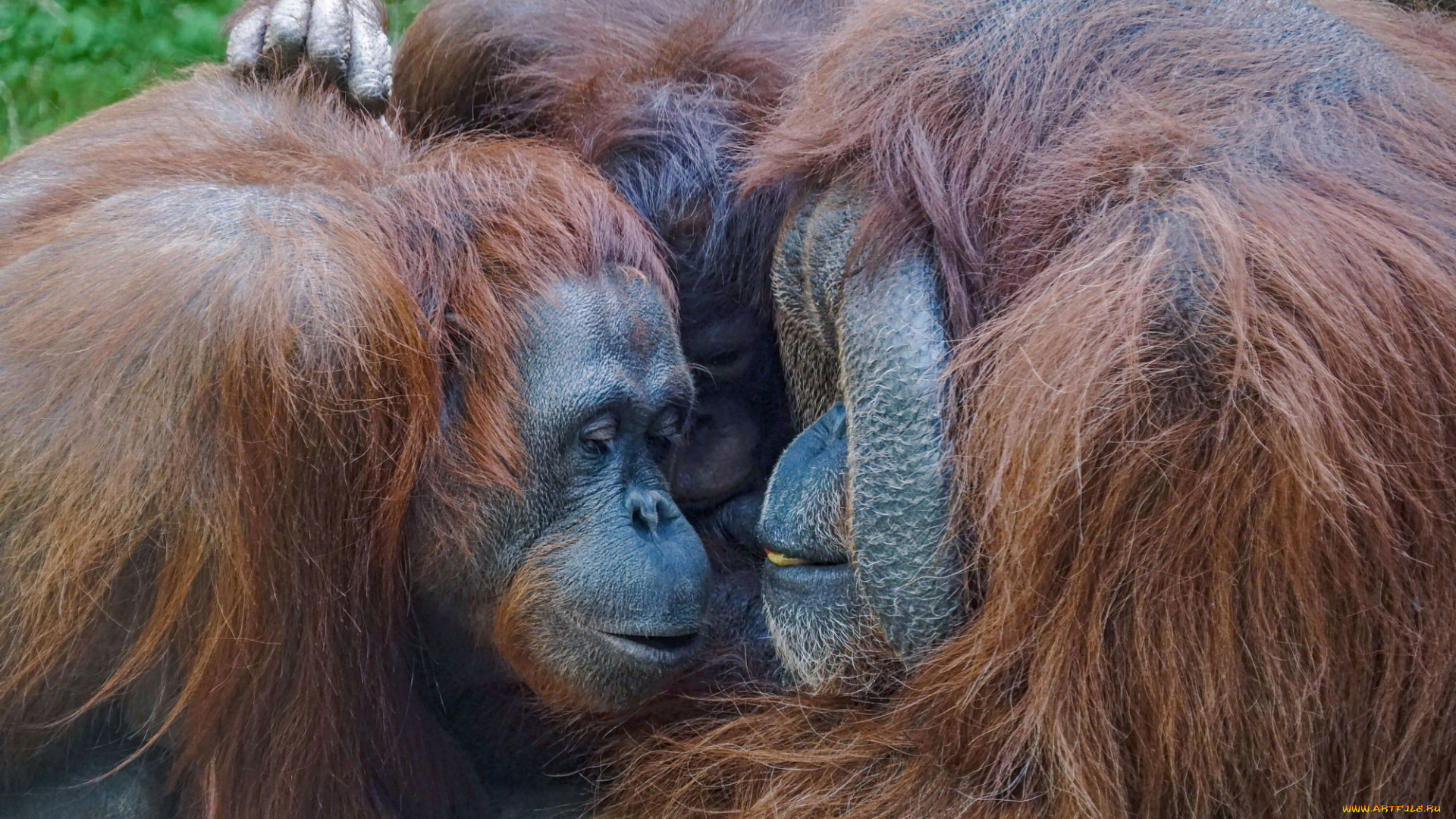 животные, обезьяны, орангутан, орангутаны, московский, зоопарк, обезьяна, млекопитающие, мишель, личи, животный, мир, живность, джентон, высшие, приматы, борнейские