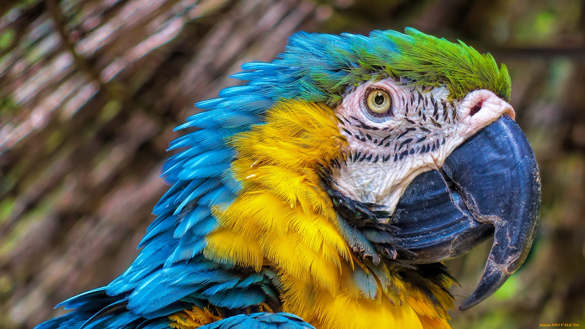 животные, попугаи, птица, окрас, попугай, перья, клювик