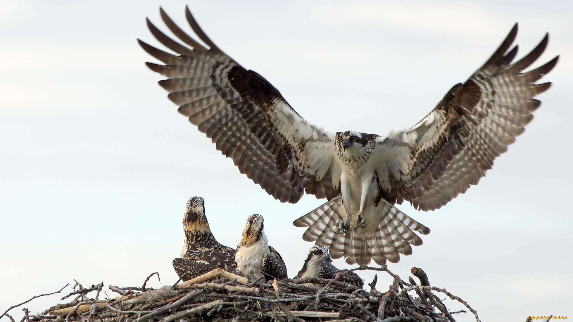 животные, птицы, -, хищники, гнездо