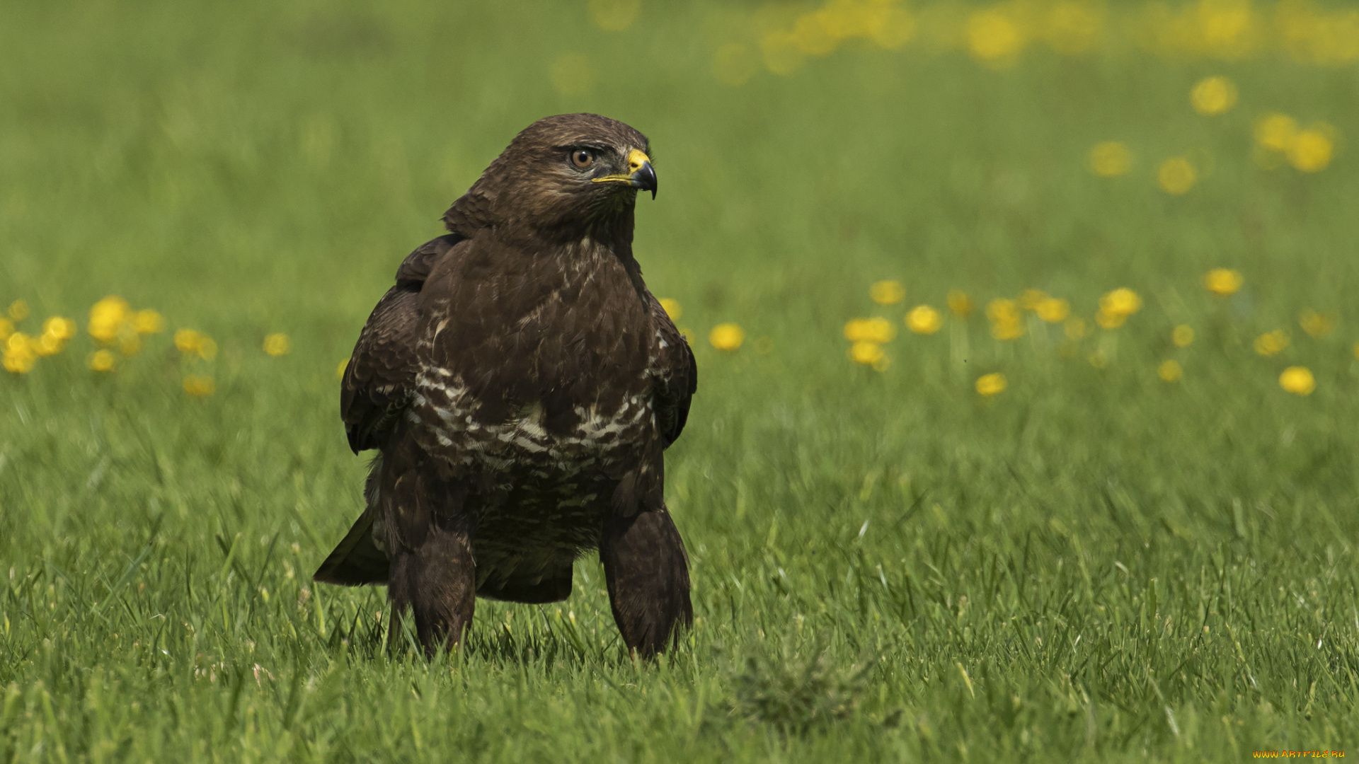 животные, птицы, -, хищники, хищник