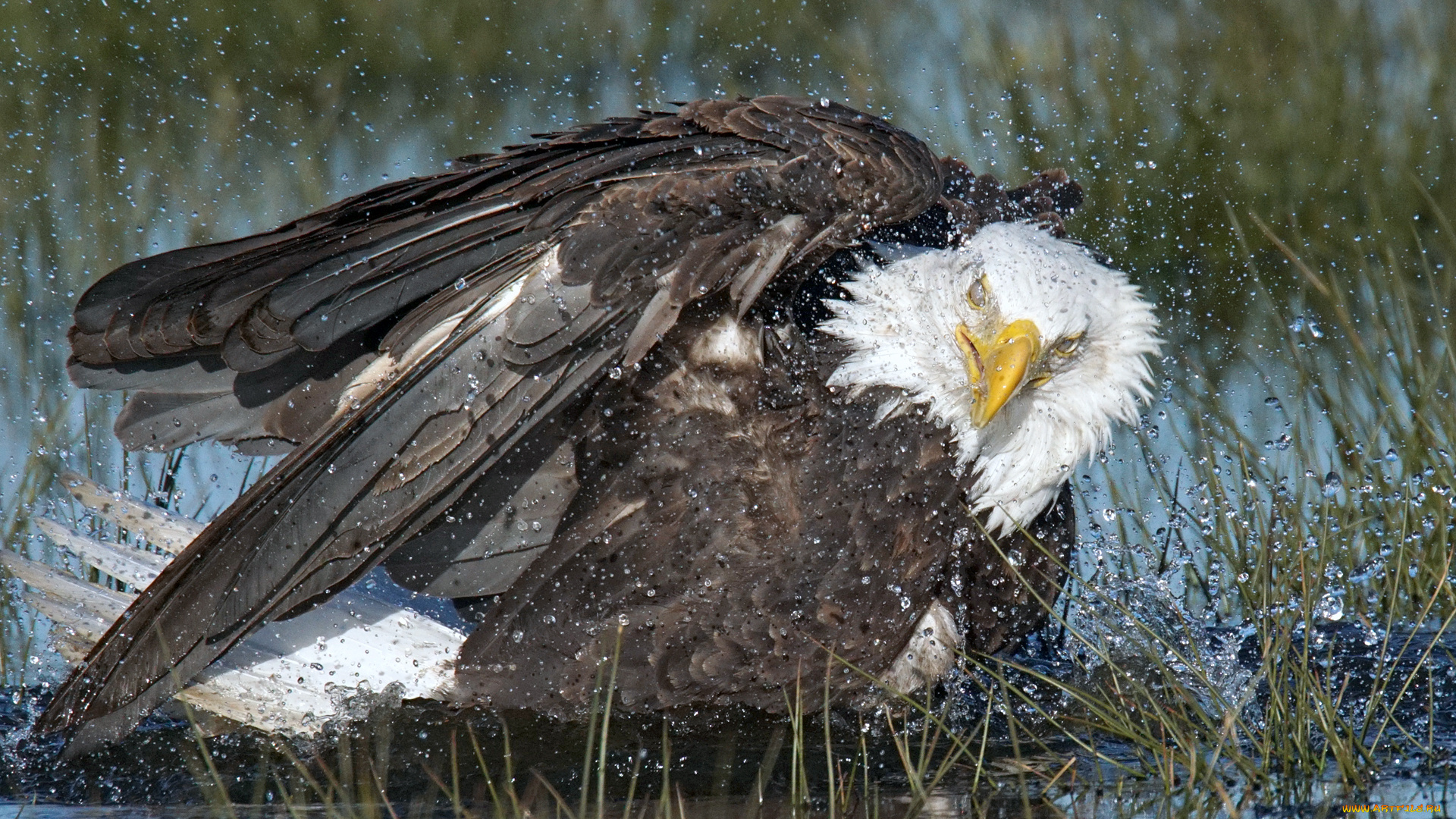 животные, птицы, -, хищники, купание