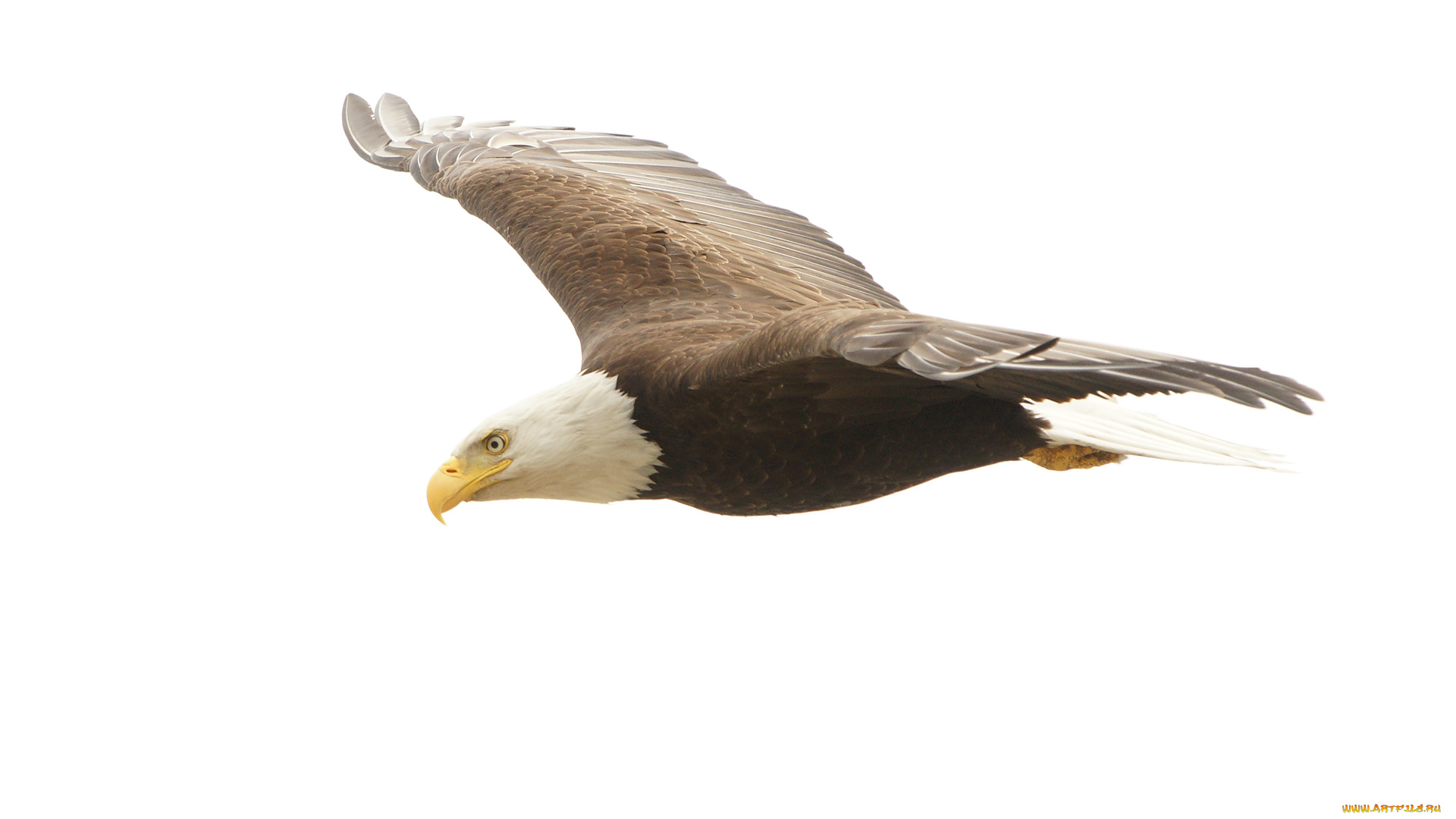 животные, птицы, -, хищники, орёл
