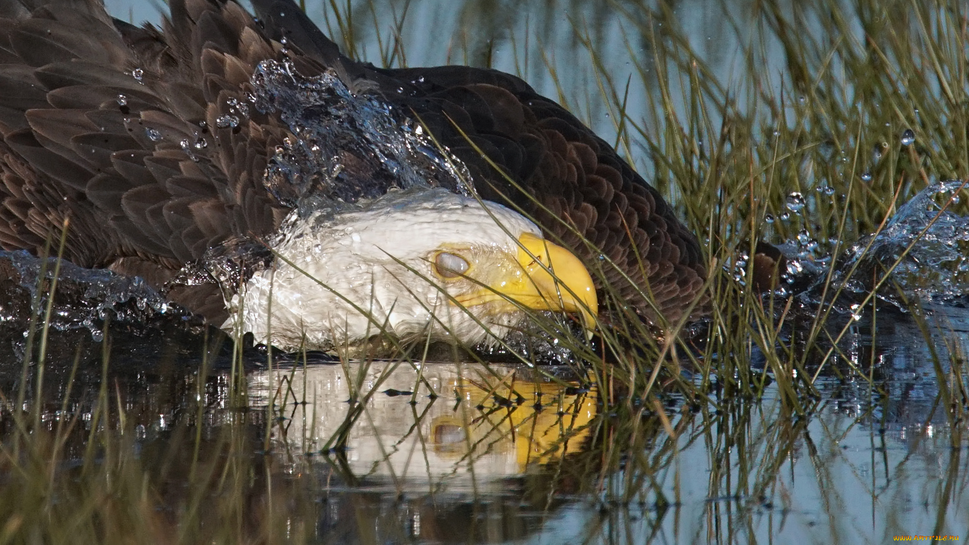 животные, птицы, -, хищники, орёл