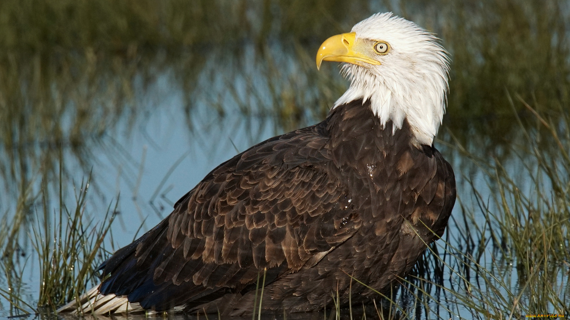 животные, птицы, -, хищники, орёл