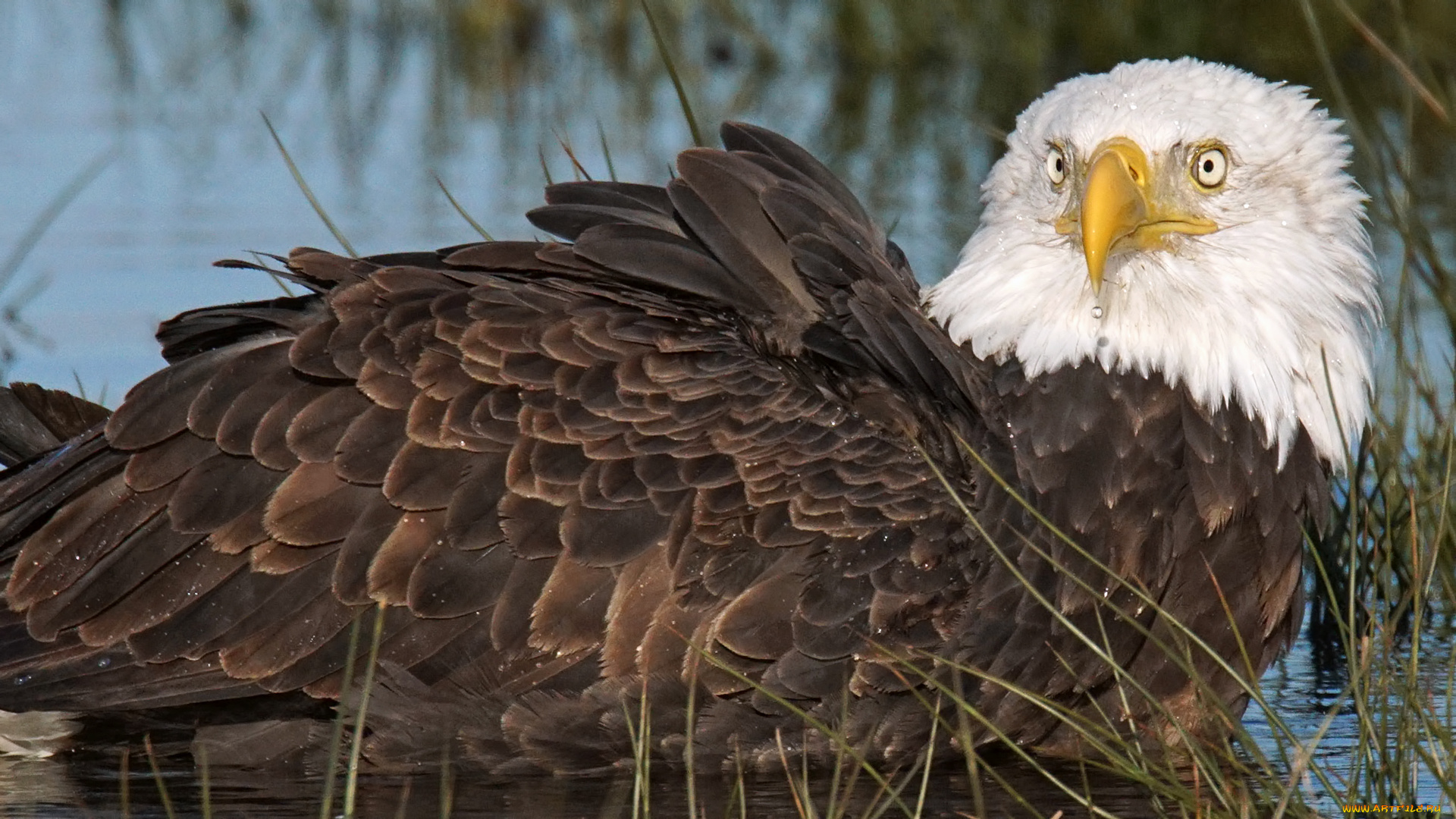 животные, птицы, -, хищники, орёл