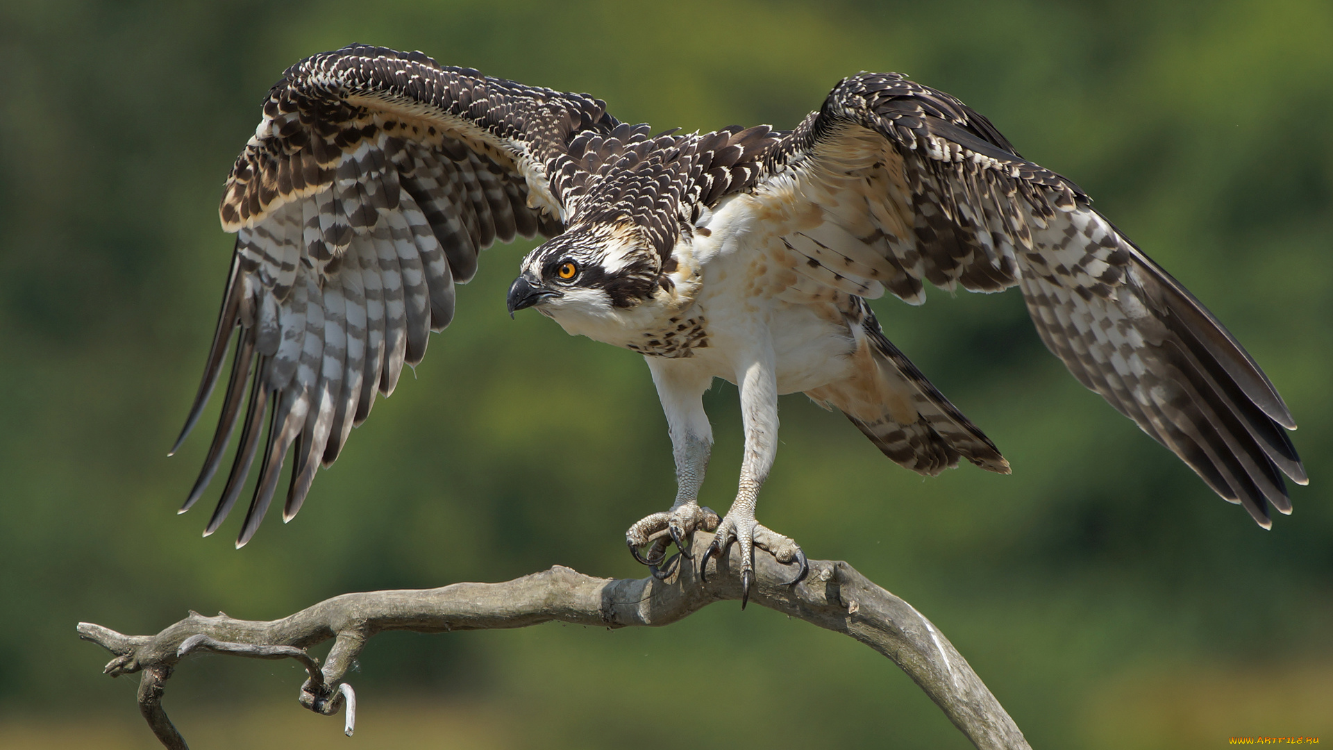 животные, птицы, -, хищники, орёл