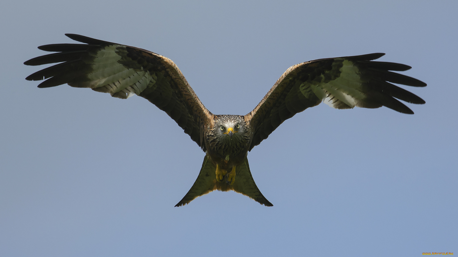 животные, птицы, -, хищники, полёт