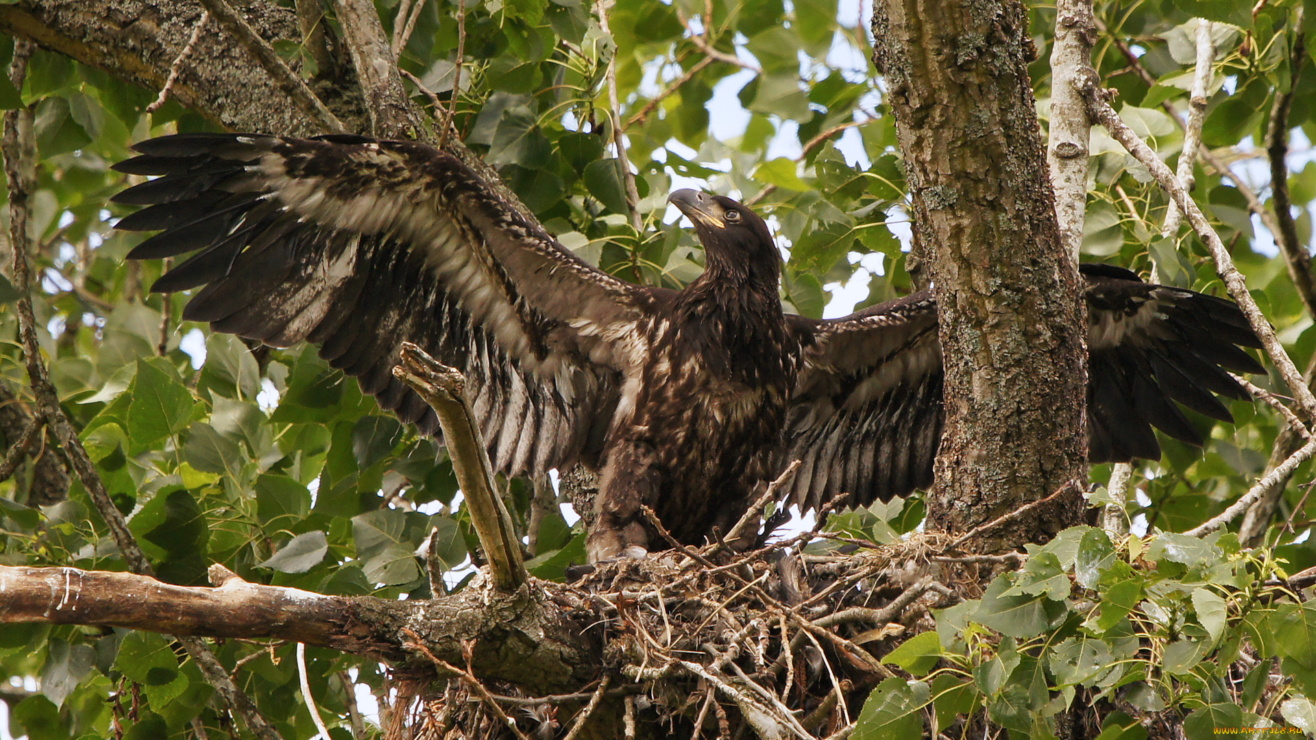 животные, птицы, -, хищники, птица