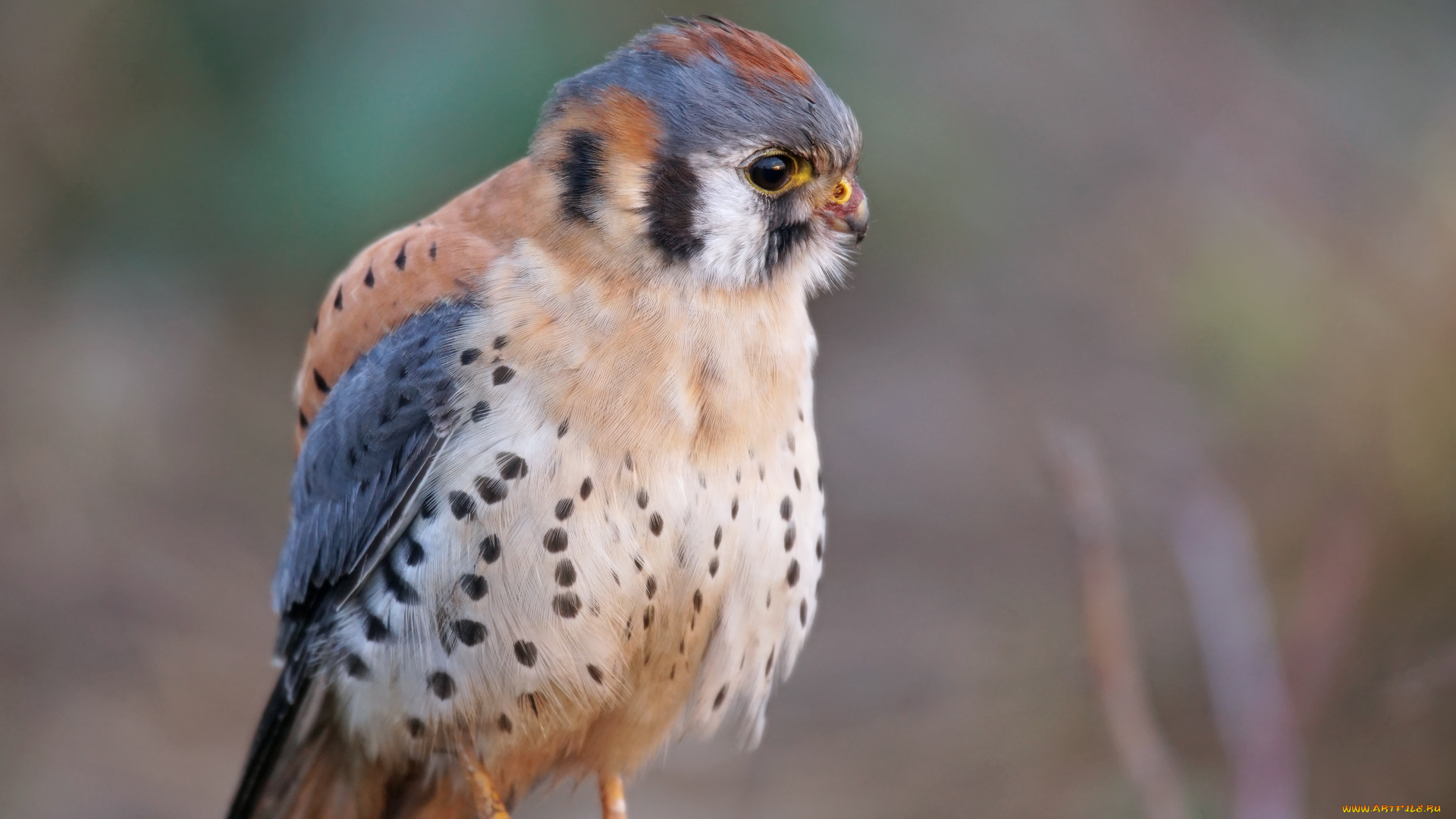 животные, птицы, -, хищники, птица