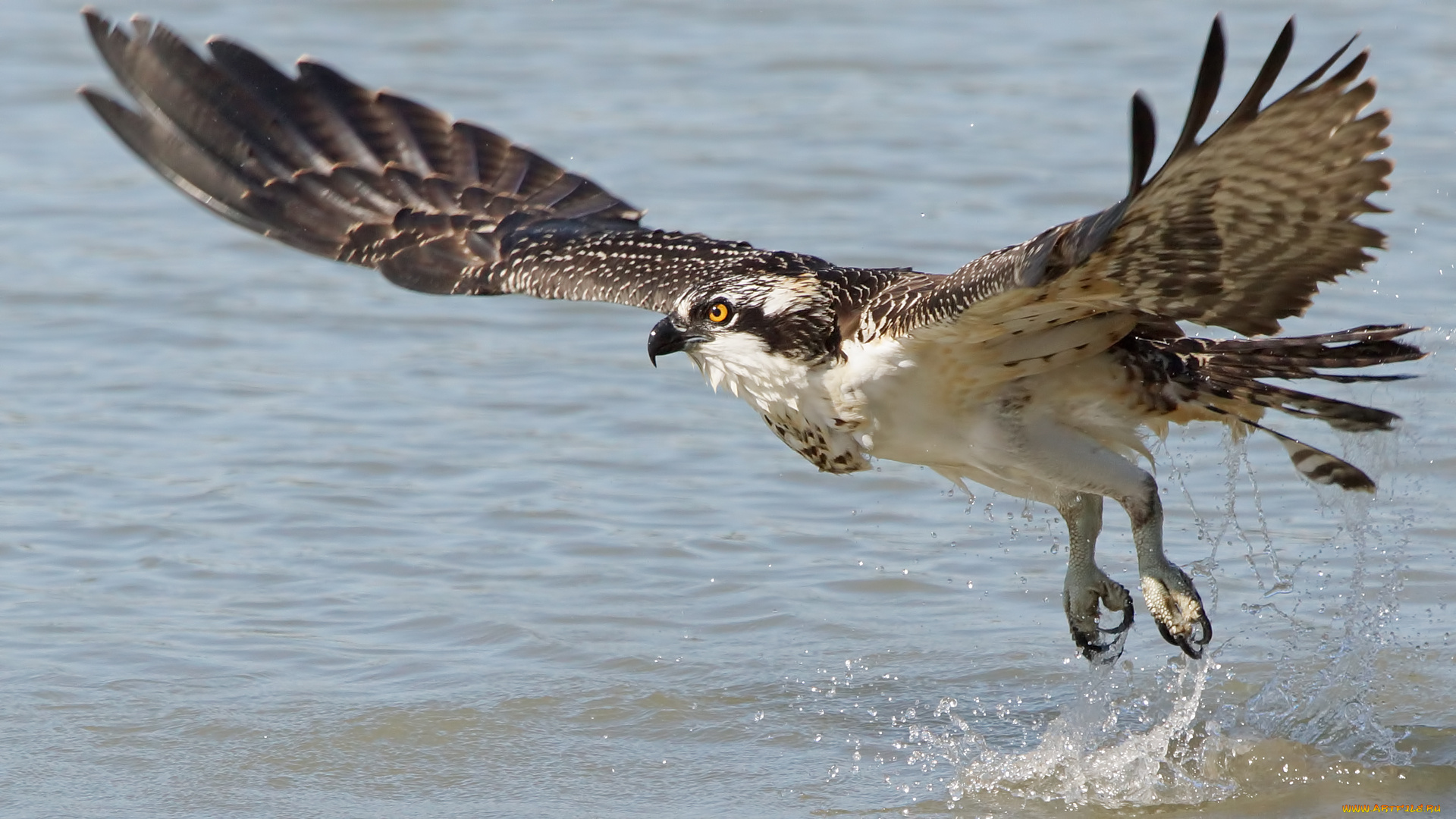 животные, птицы, -, хищники, птица