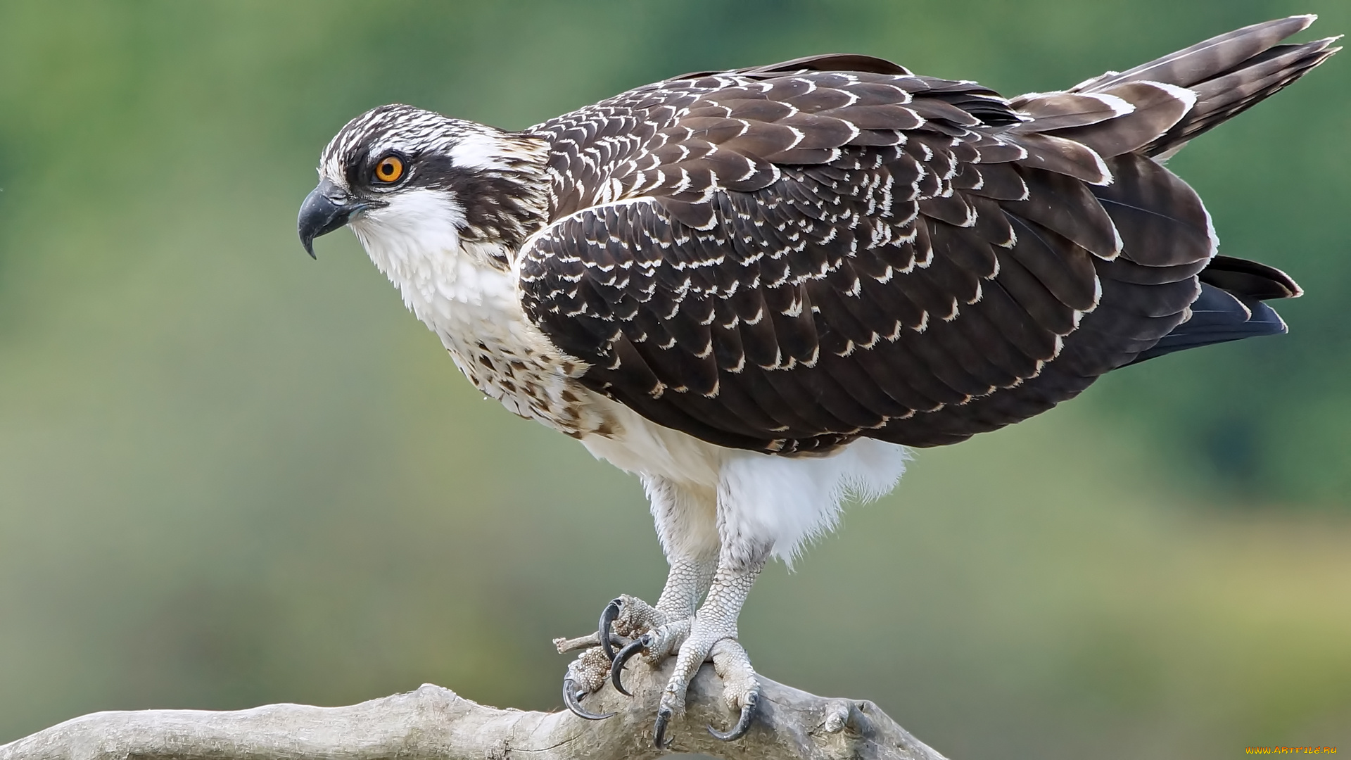 животные, птицы, -, хищники, птица