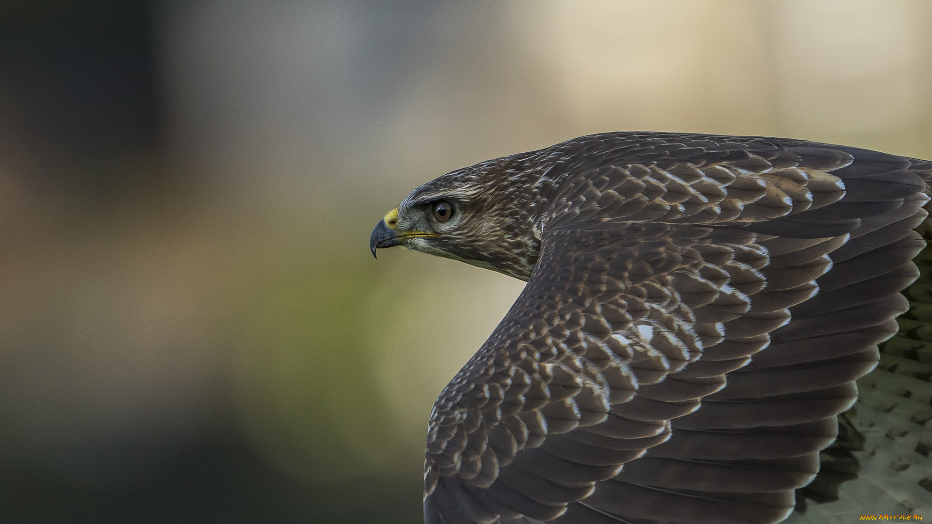 животные, птицы, -, хищники, птица