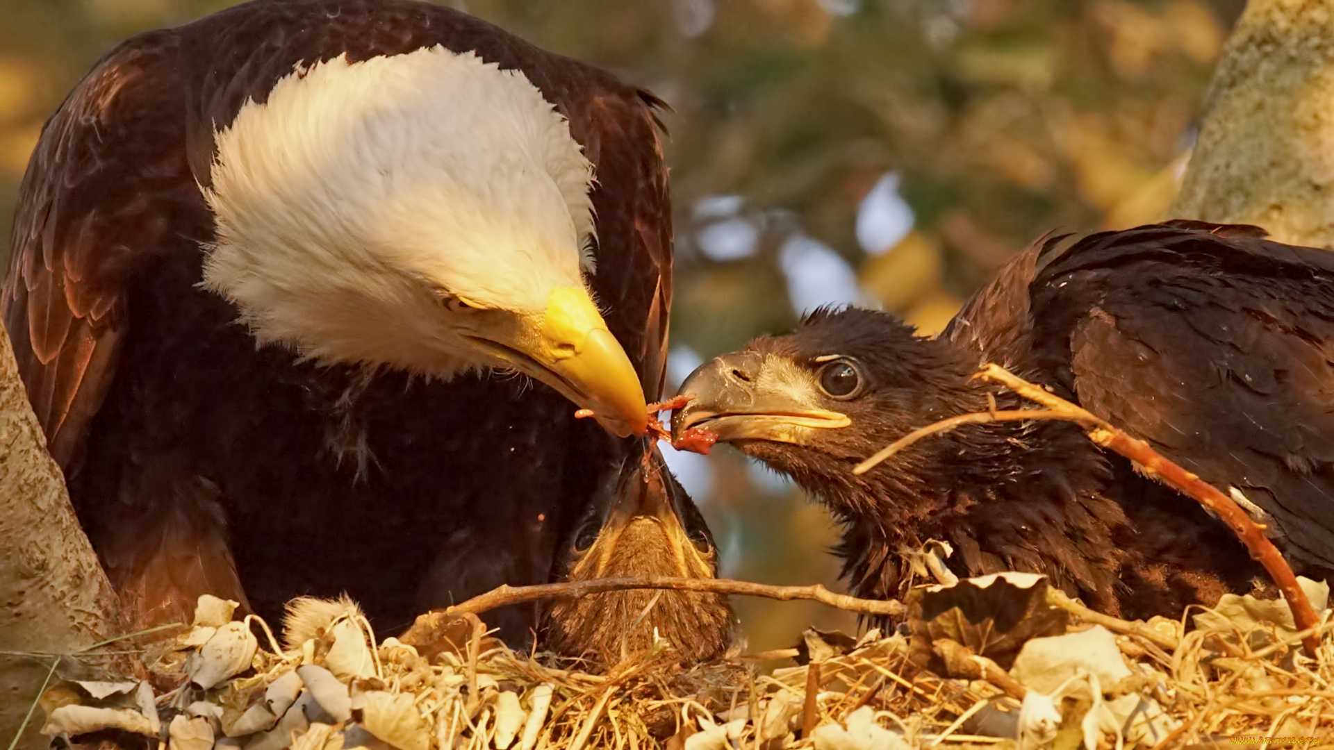 животные, птицы, -, хищники, птицы
