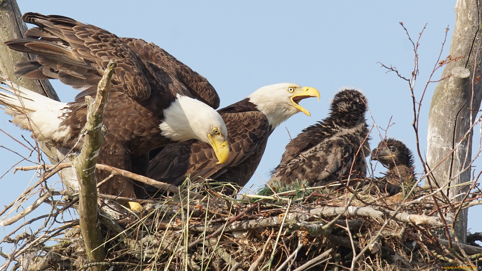 животные, птицы, -, хищники, семья