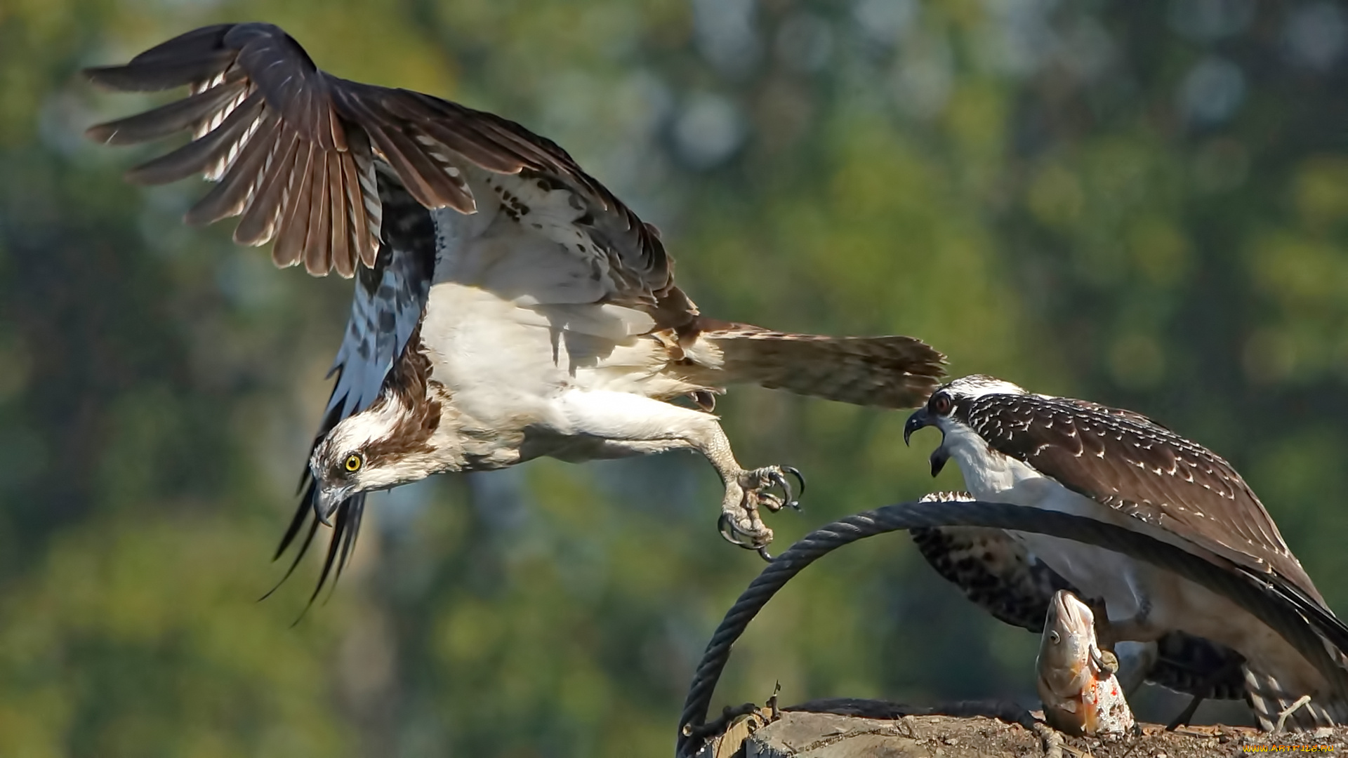 животные, птицы, -, хищники, семья