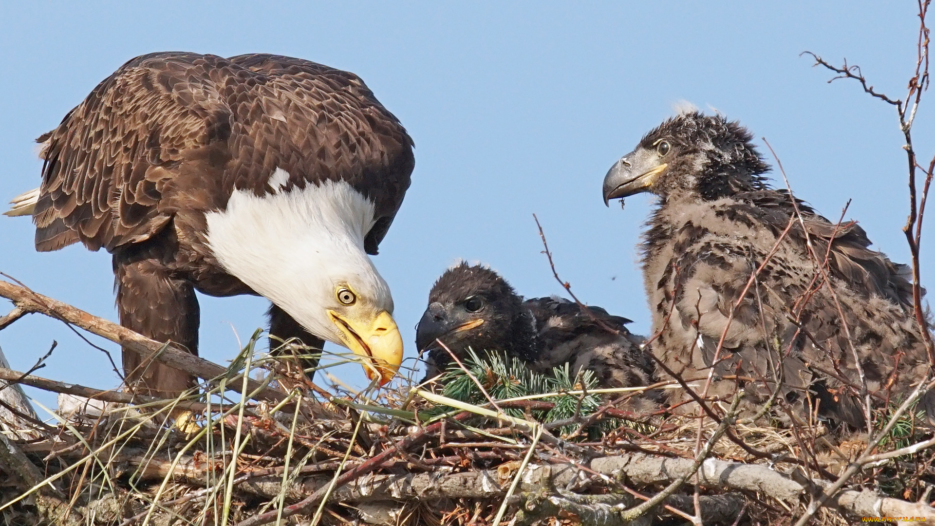 животные, птицы, -, хищники, семья