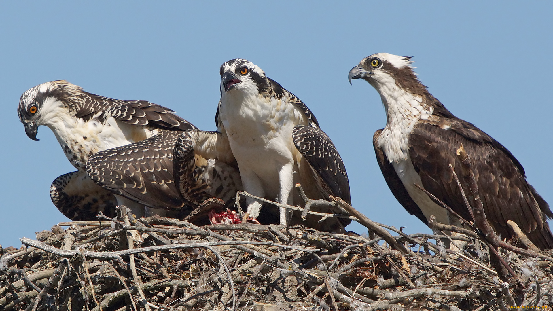 животные, птицы, -, хищники, трио