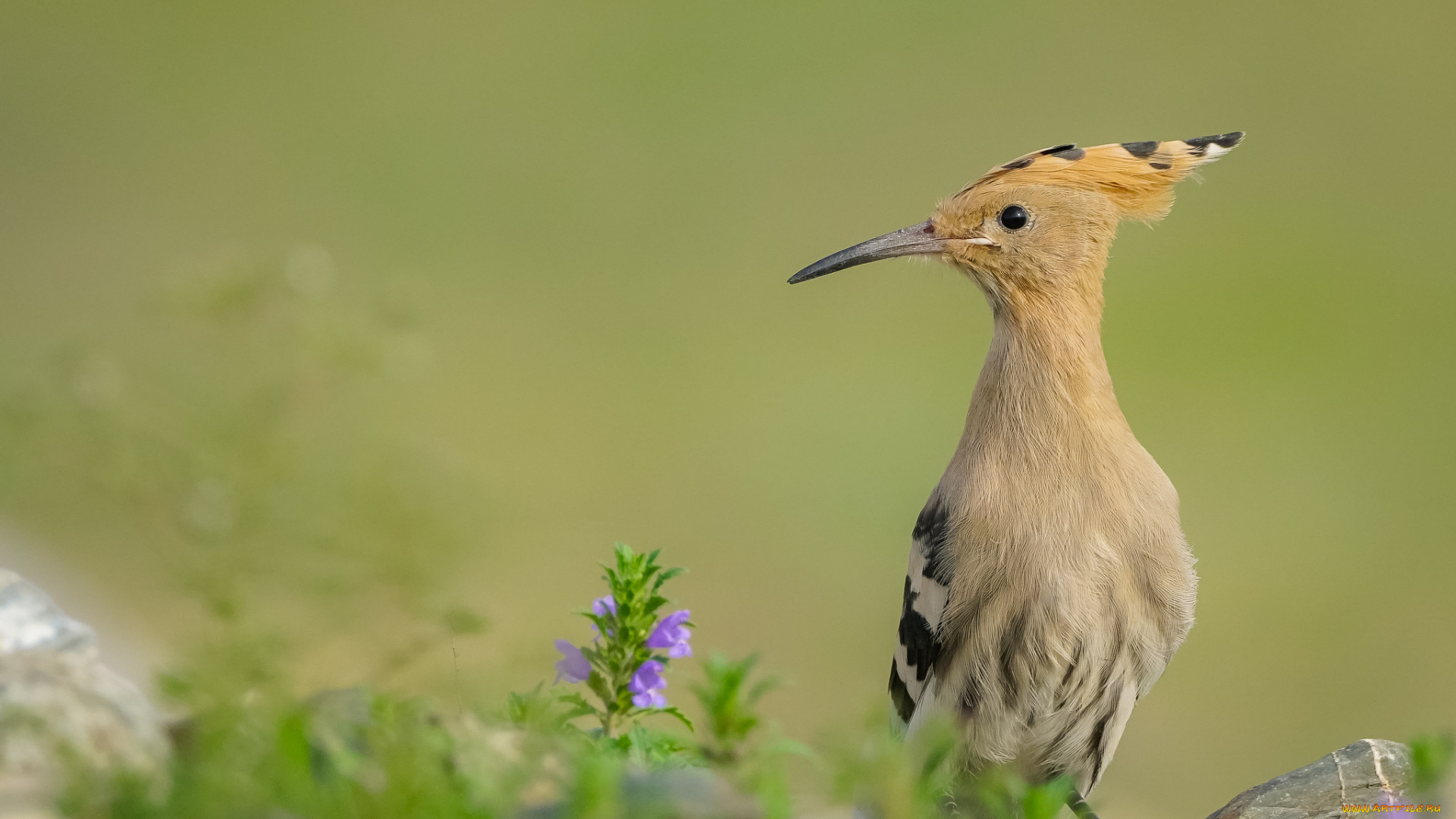 животные, птицы, перья, птица, окрас