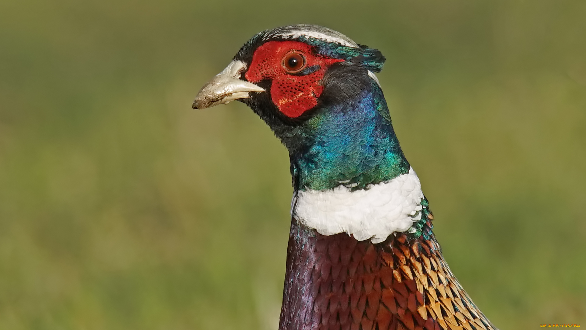 животные, птицы, портрет