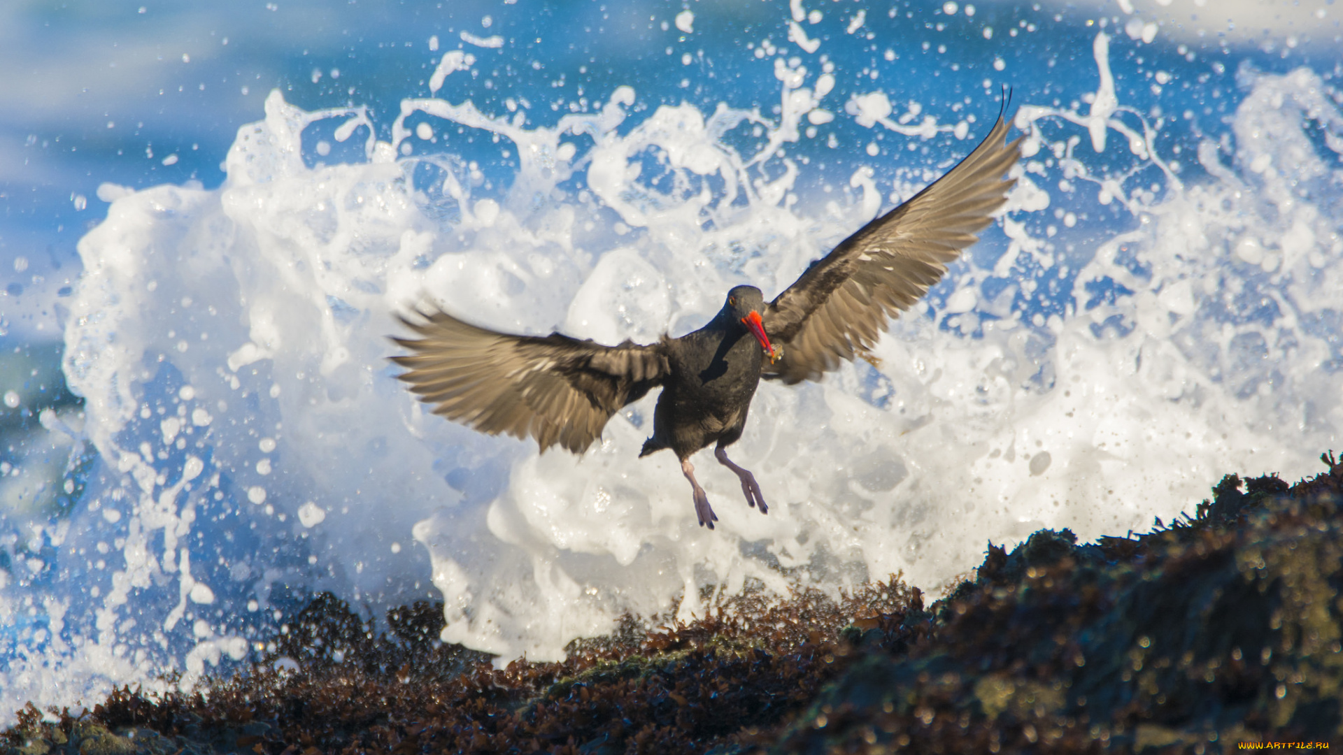 животные, птицы, птица