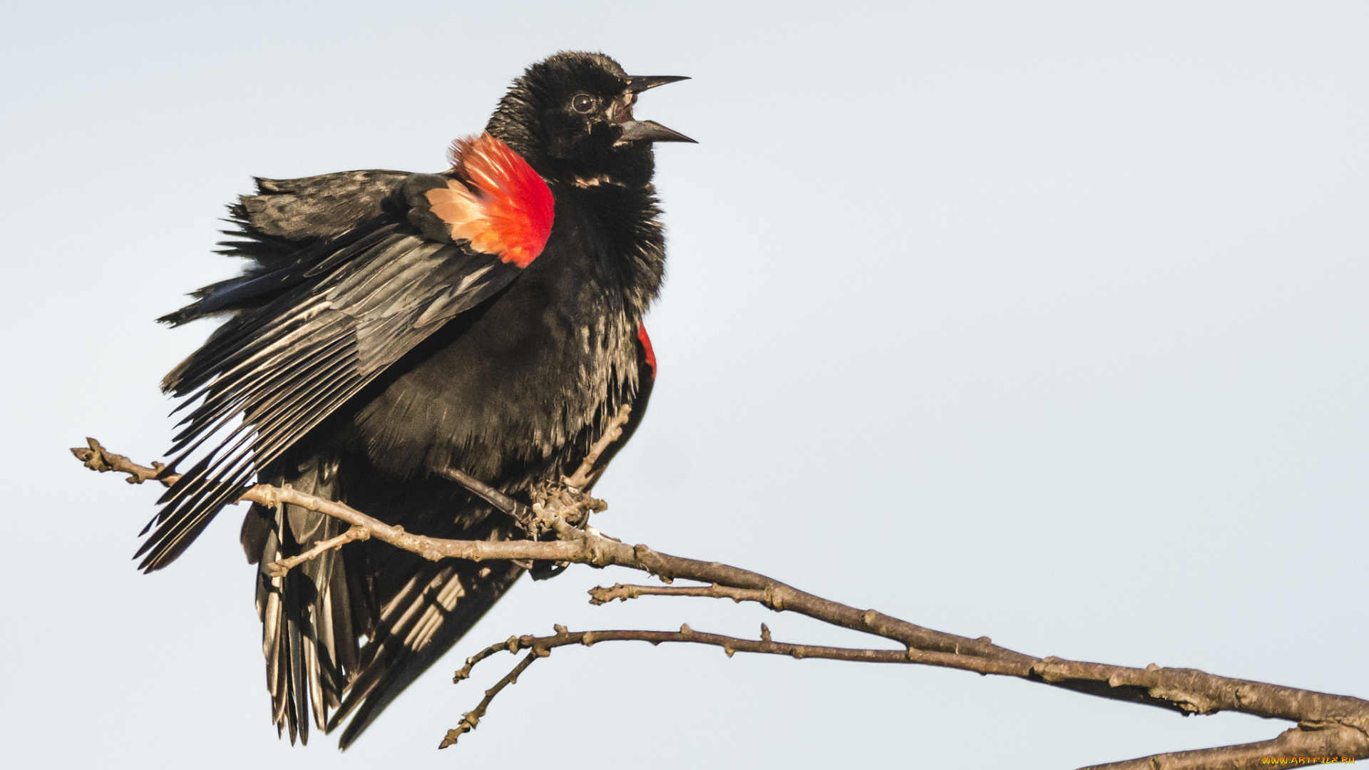 животные, птицы, птица