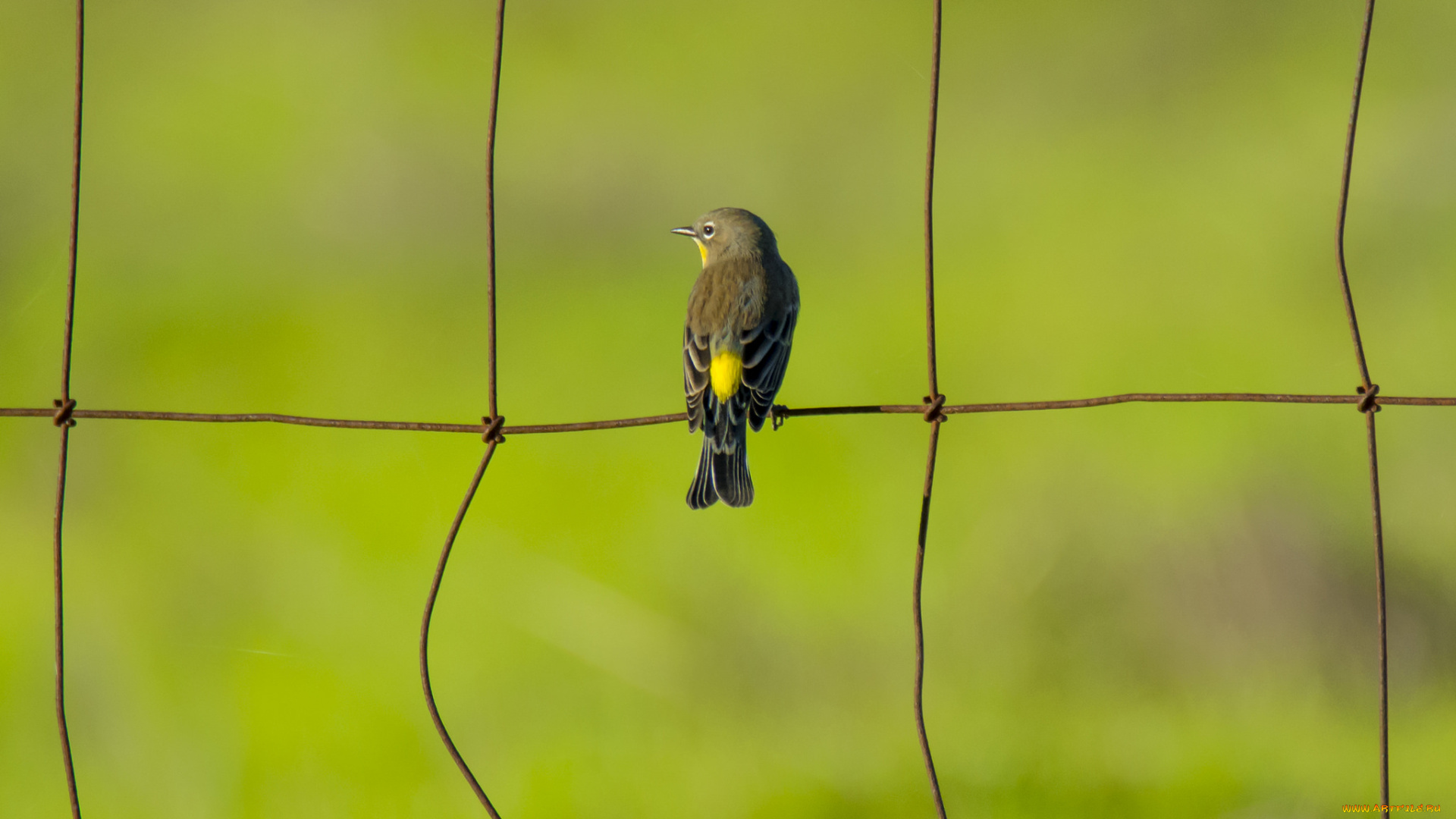 животные, птицы, сетка